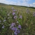 Form in bloom of the smooth blue aster