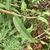 Lower leaf