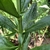 Stem