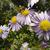 Symphyotrichum novi-belgii