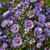 Flowers of 'Royal Blue'
