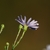 Side view of flower