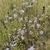 Form in bloom