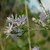 Flowers, buds and stem