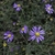 Delicate purple flowers.