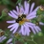 Symphyotrichum patens