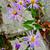 Symphyotrichum patens