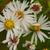 Symphyotrichum pilosum
