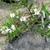 In a rocky garden.