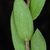 Stem and leaves with hairs (Sumter County, US-AL)-Mid Fall