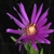 Flower close-up (Sumter County, US-AL)-Mid Fall