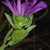 Side view of flower (Sumter County, US-AL)-Mid Fall