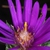 Purple ray flowers (Sumter County, US-AL)-Mid Fall