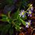 Aster prenanthoides
