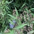Linear green leaves