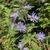 Purplish flowers and green leaves