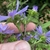 underside of flower sowing green bracts