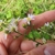 White flowers