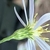 Side view of flower