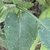 Winged stem and leaf