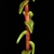 Stem