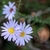 Flower detail