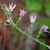 Stem and side view of flowers