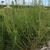 Form