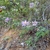 Form in native habitat
