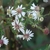 White rays surrounding the center disc flowers