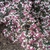 Plant with many white flowers