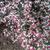 Symphyotricum lateriflorum