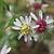 Symphyotricum lateriflorum