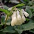 Symphytum grandiflorus