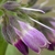 Symphytum officinale