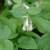 Symphytum grandiflorus