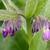 Symphytum officinale