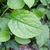 Symphytum grandiflorus