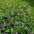 Symphytum grandiflorus