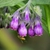 Symphytum officinale
