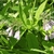 Symphytum officinale