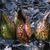 Symplocarpus foetidus