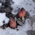 Symplocarpus foetidus