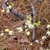 Bare stems (leaves just emerging) with axillary stamen flowers.