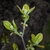 Symplocos paniculata