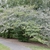 Symplocos paniculata