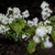 Symplocos paniculata