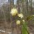 Close-up on mostly bare stem with axillary stamen flowers.