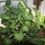 Foliage plant with arrowhead-shaped, variegated leaves.