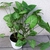 Syngonium podophyllum